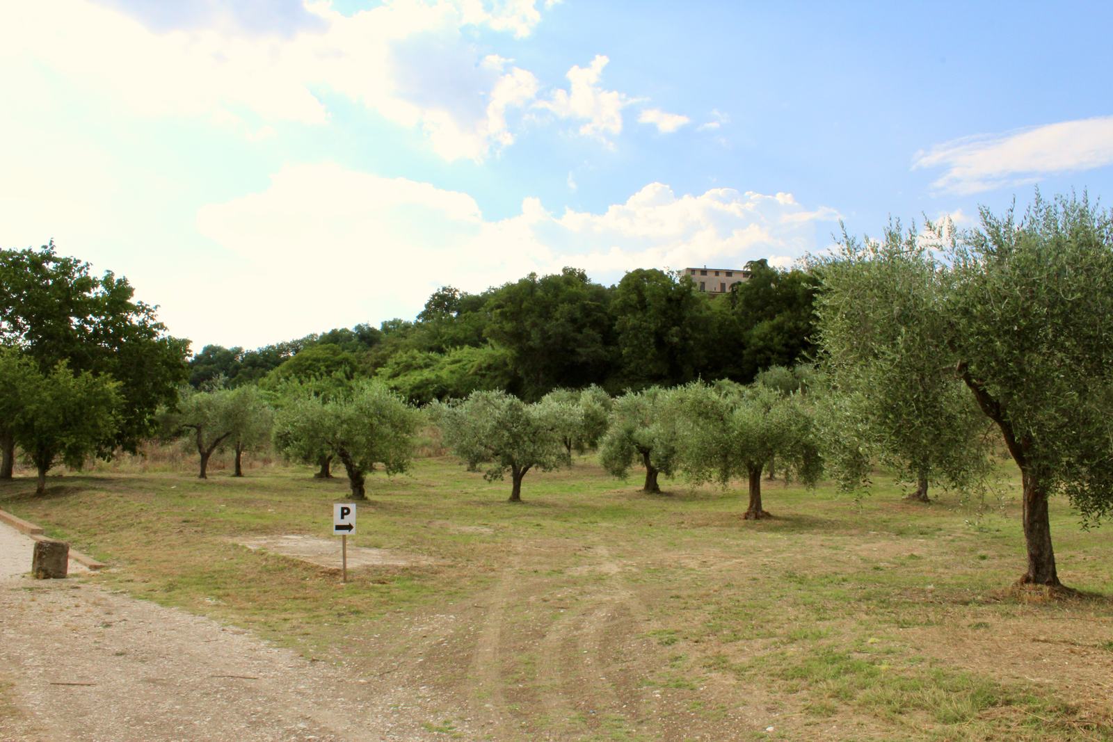 Uliveto e passeggiate